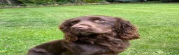 Cocker Spaniel dogs for stud: Beautiful chocolate WCS - Advert 1