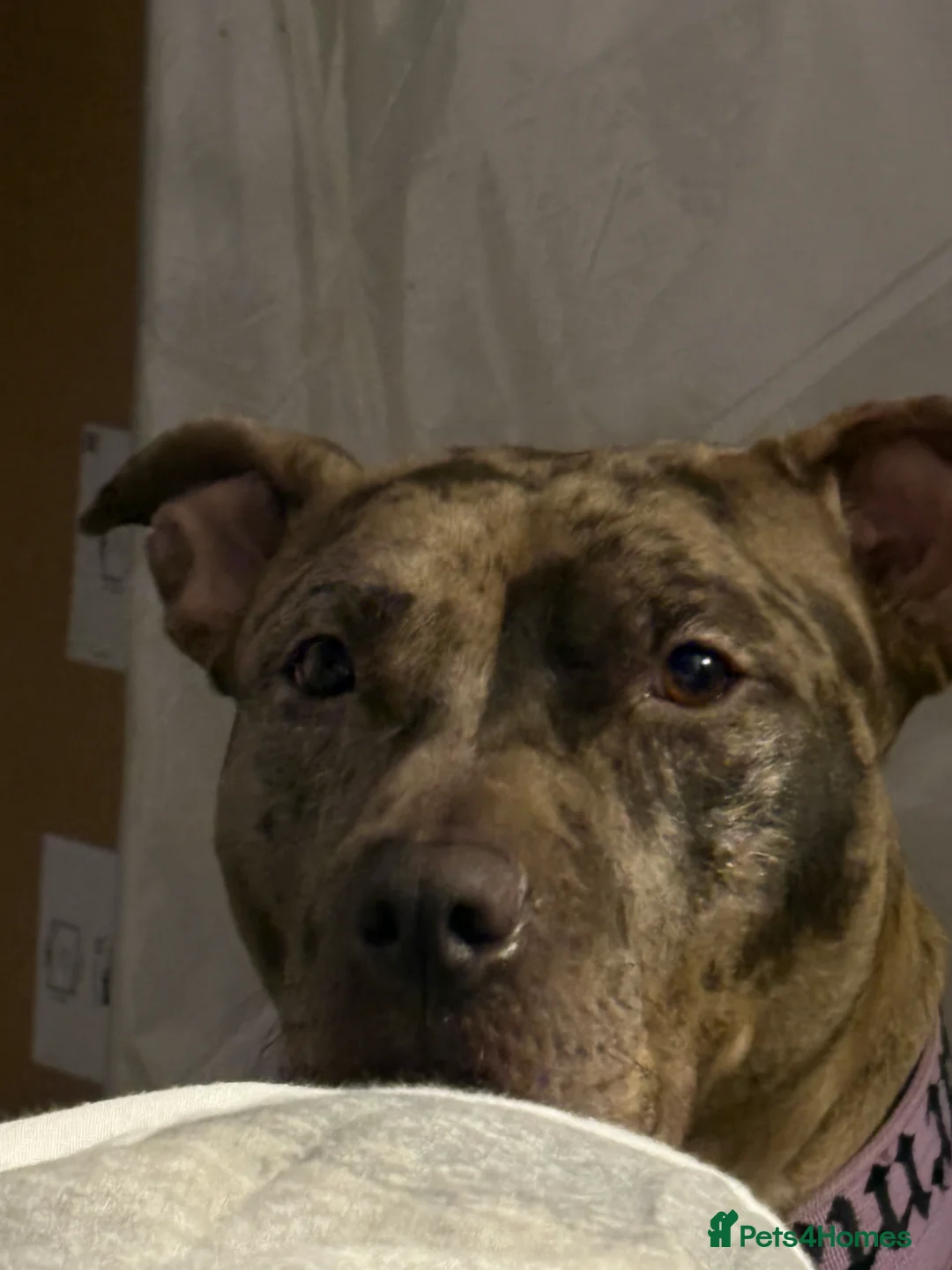 Mixed Breed dogs for sale: Karma new home - Advert 2