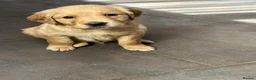 Golden Retriever dogs for sale: KC Registered Golden Retriever Puppies - Advert 5