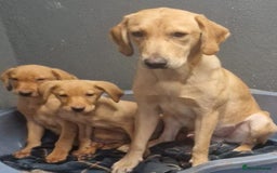 Labrador Retriever dogs for sale: Beautiful Red Fox Labrador Puppies – Ready Now! 🐾 - Image 1