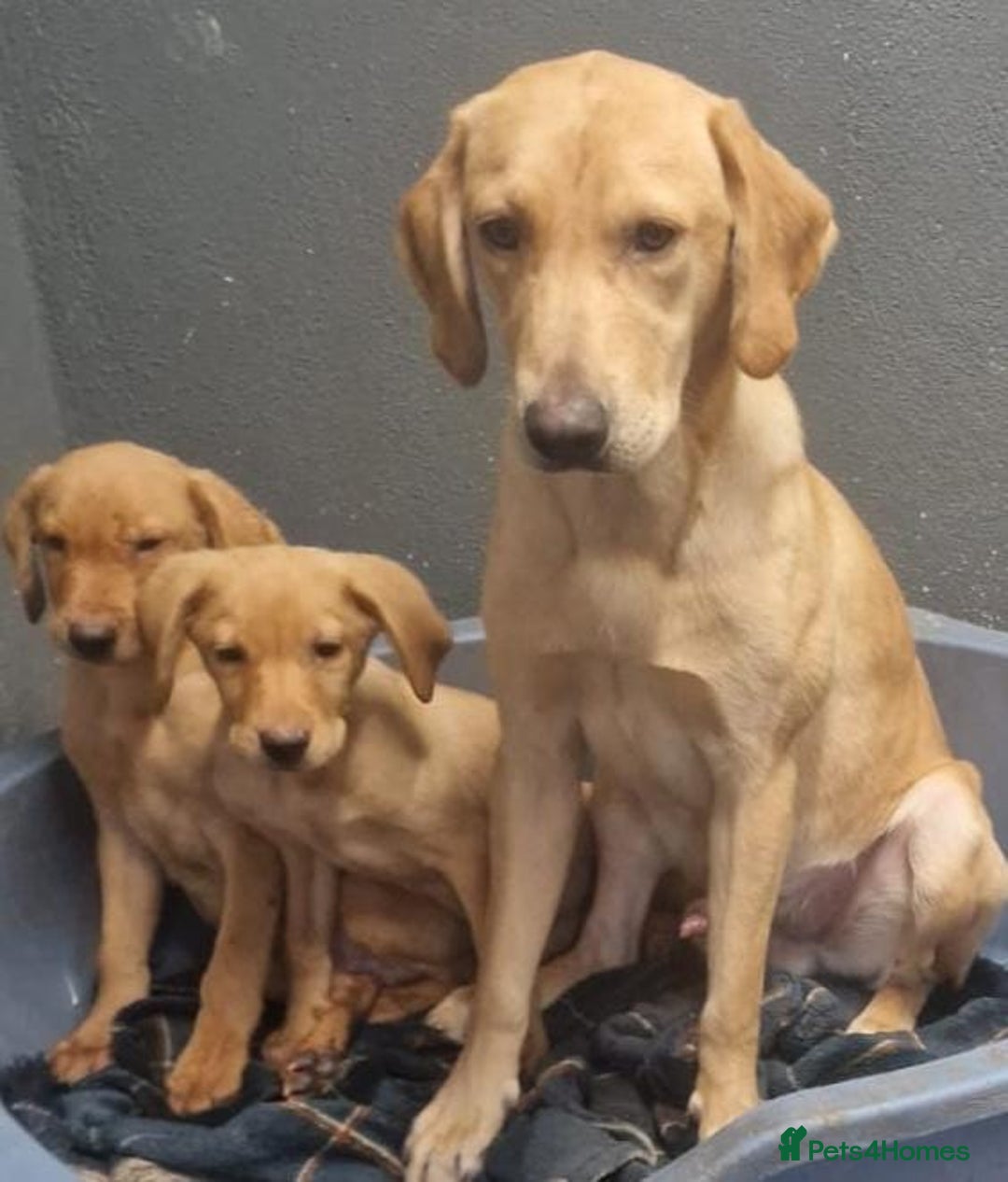 Labrador Retriever dogs for sale: Beautiful Red Fox Labrador Puppies – Ready Now! 🐾 - Image 1