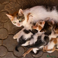 Mixed Breed cats - Advert 6