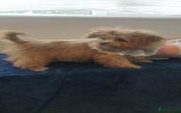 Maltipoo dogs for sale: Maltipoo puppys looking for loving home - Image 19