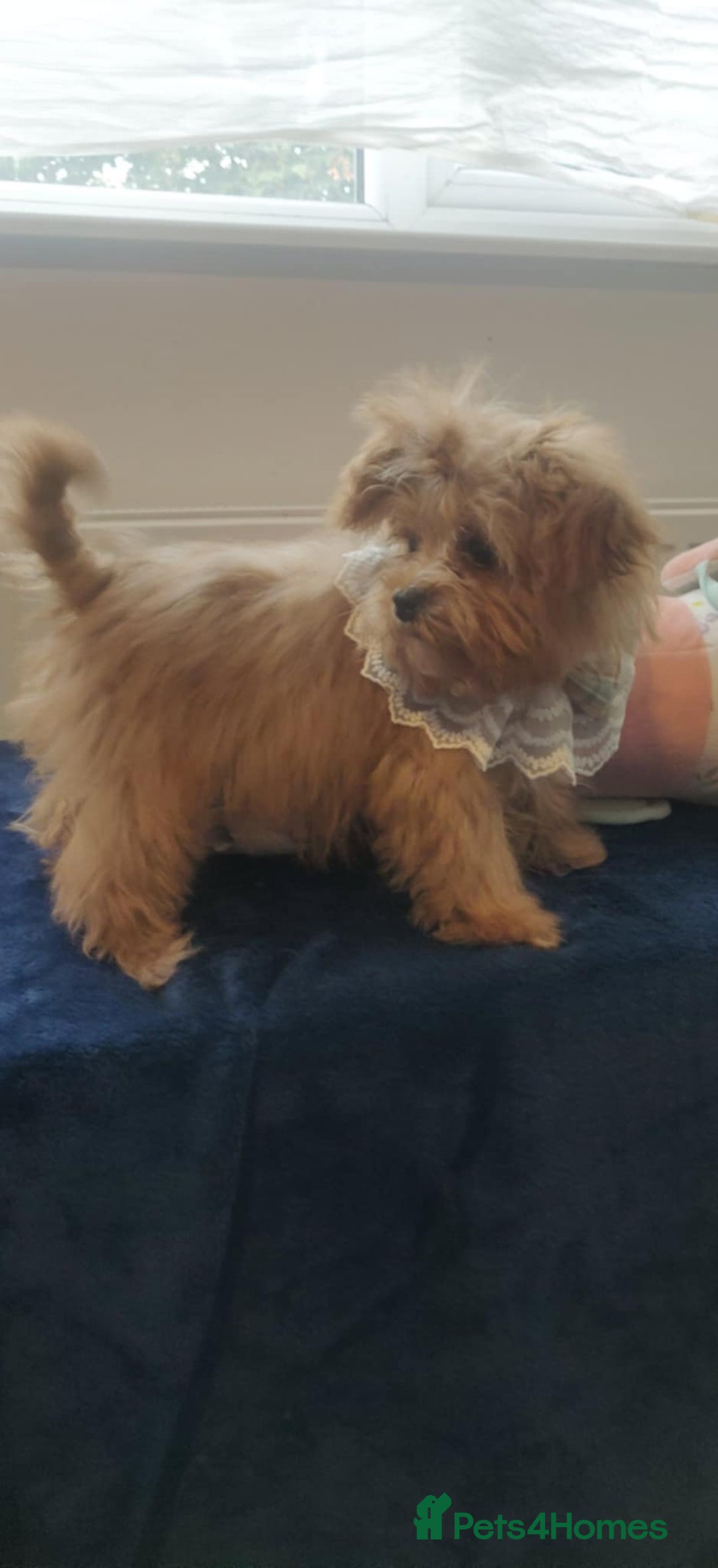 Maltipoo dogs for sale: Maltipoo puppys looking for loving home - Image 19