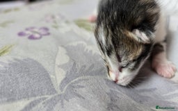 Domestic Shorthair cats for sale: Beautiful kittens ready 11th Sept - Image 19