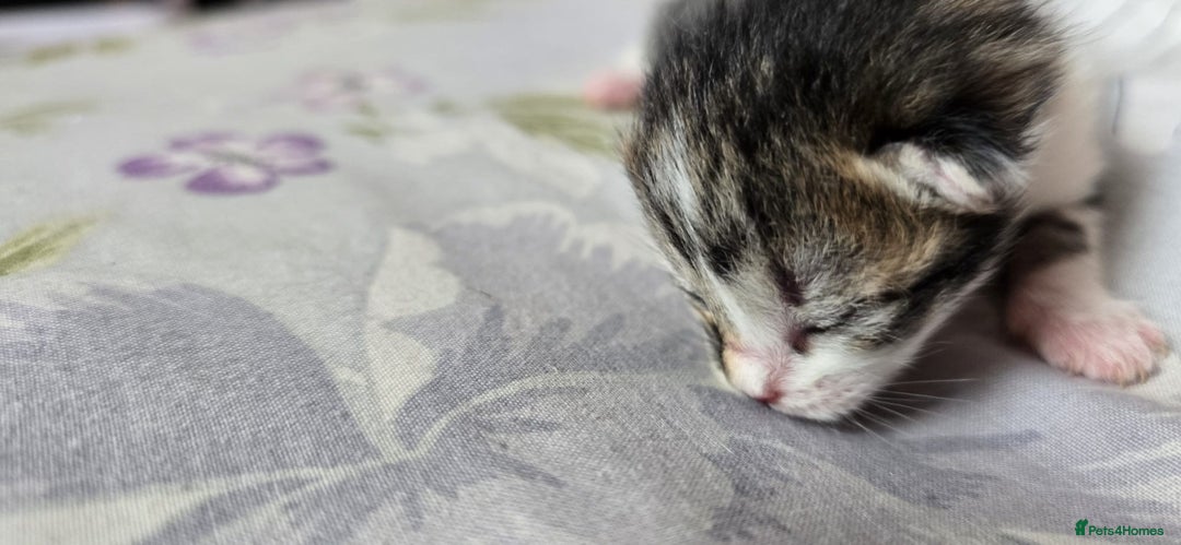 Domestic Shorthair cats for sale: Beautiful kittens ready 11th Sept - Image 19