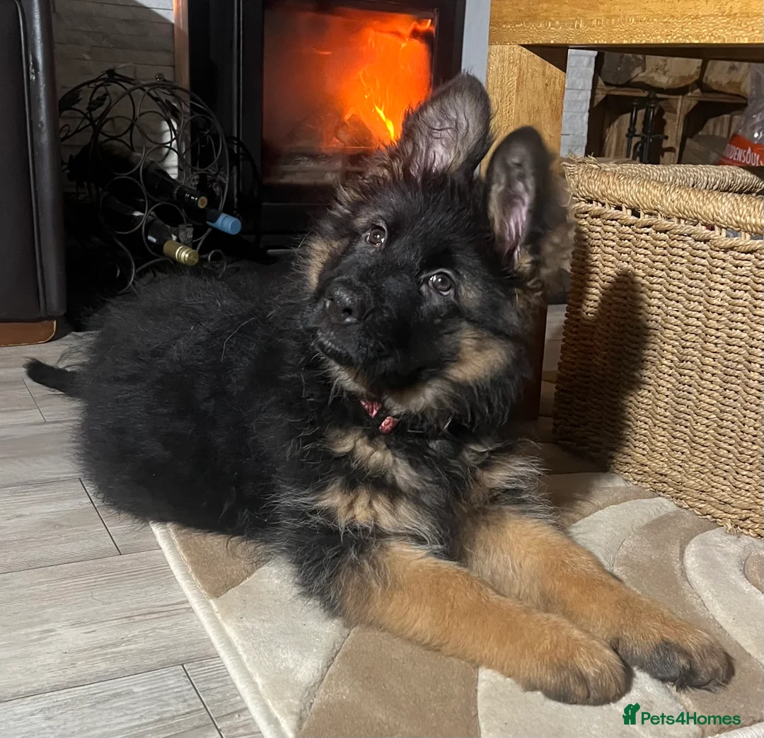 German Shepherd dogs for sale: Outstanding long- haired Gsd girl for sale  - Advert 3
