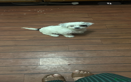 Maltese dogs for sale: bichon meltese  - Image 15