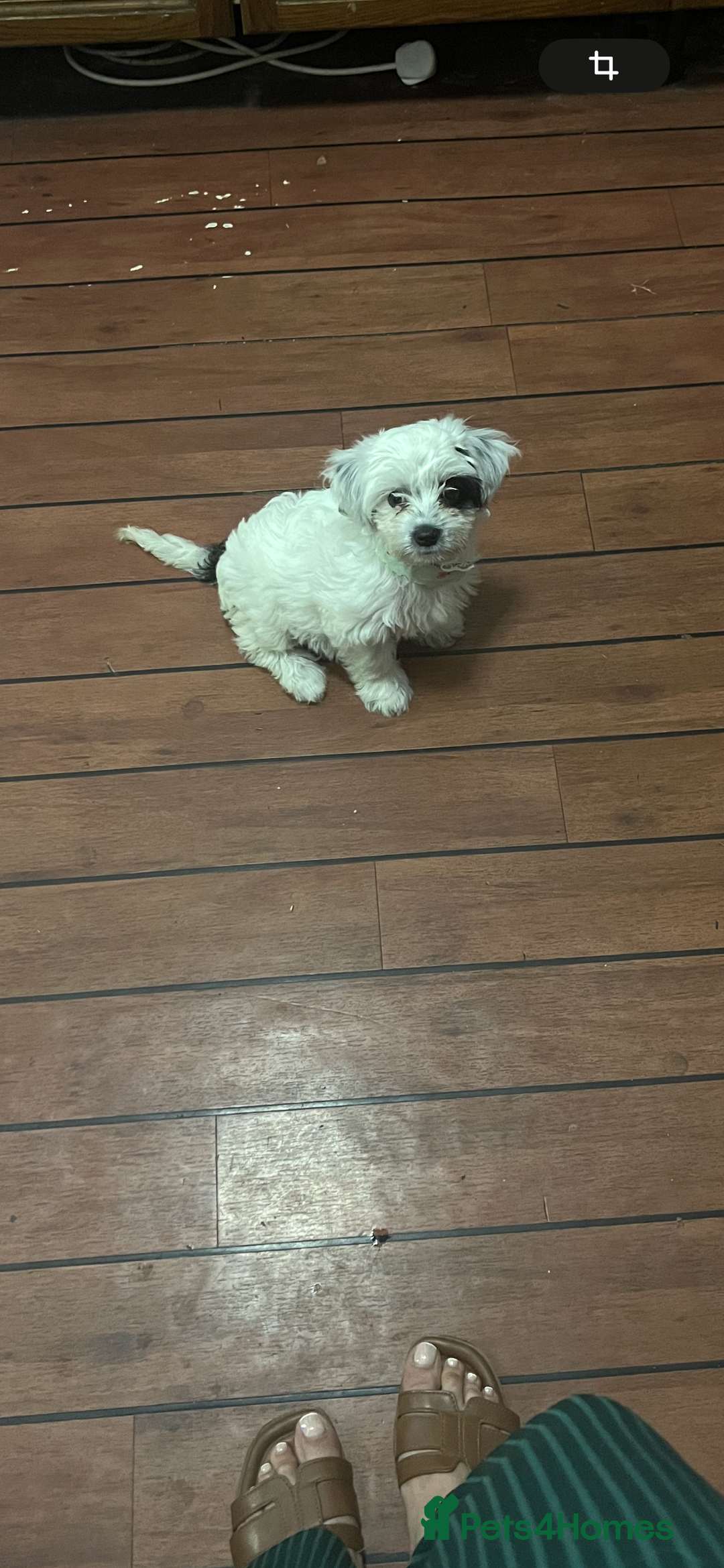 Maltese dogs for sale: bichon meltese  - Image 15