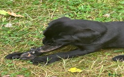 Labrador Retriever dogs for sale: labrador puppies health tested parents in Honiton - Image 9