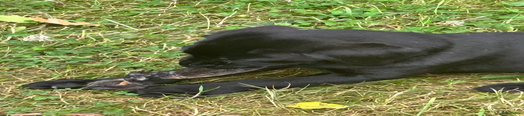 Labrador Retriever Puppy 1