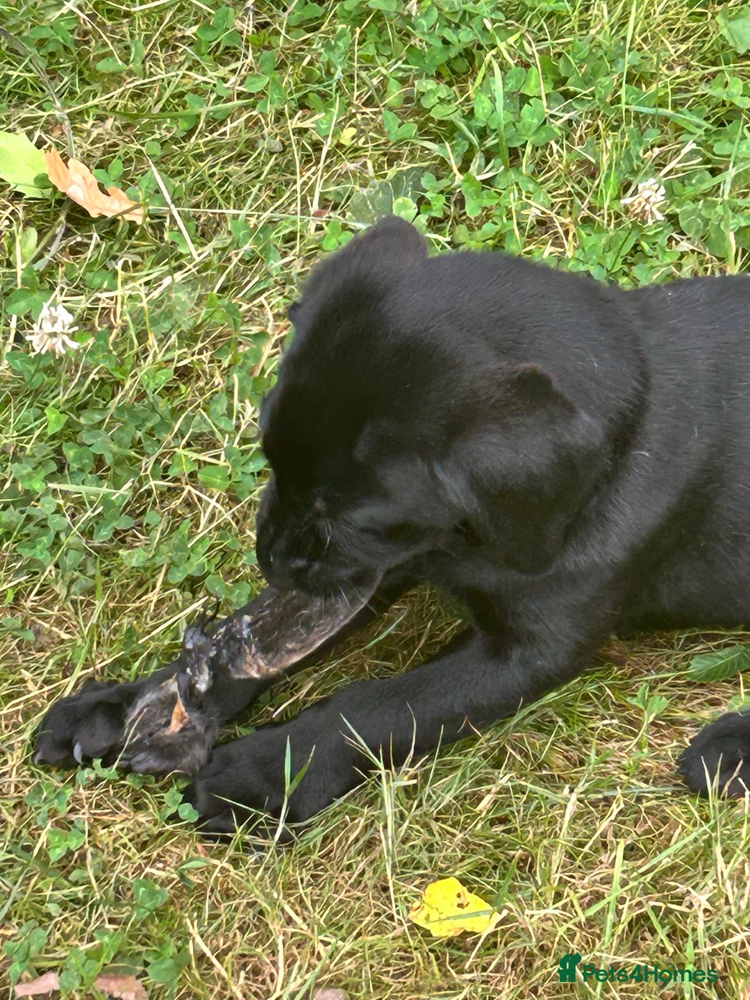 Labrador Retriever dogs for sale: labrador puppies health tested parents in Honiton - Image 9