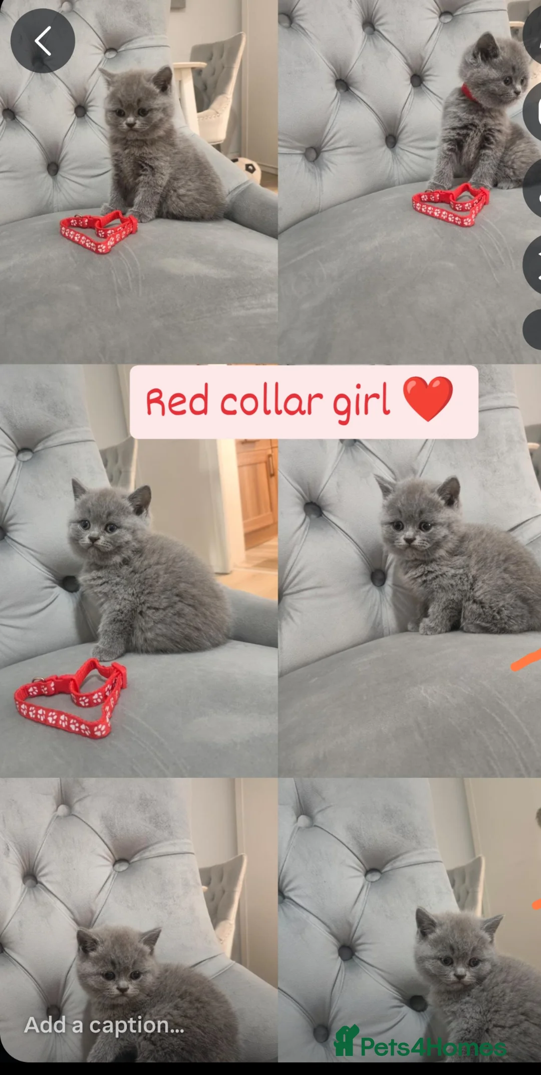 British Shorthair cats for sale: British shorthair kittens  - Advert 2
