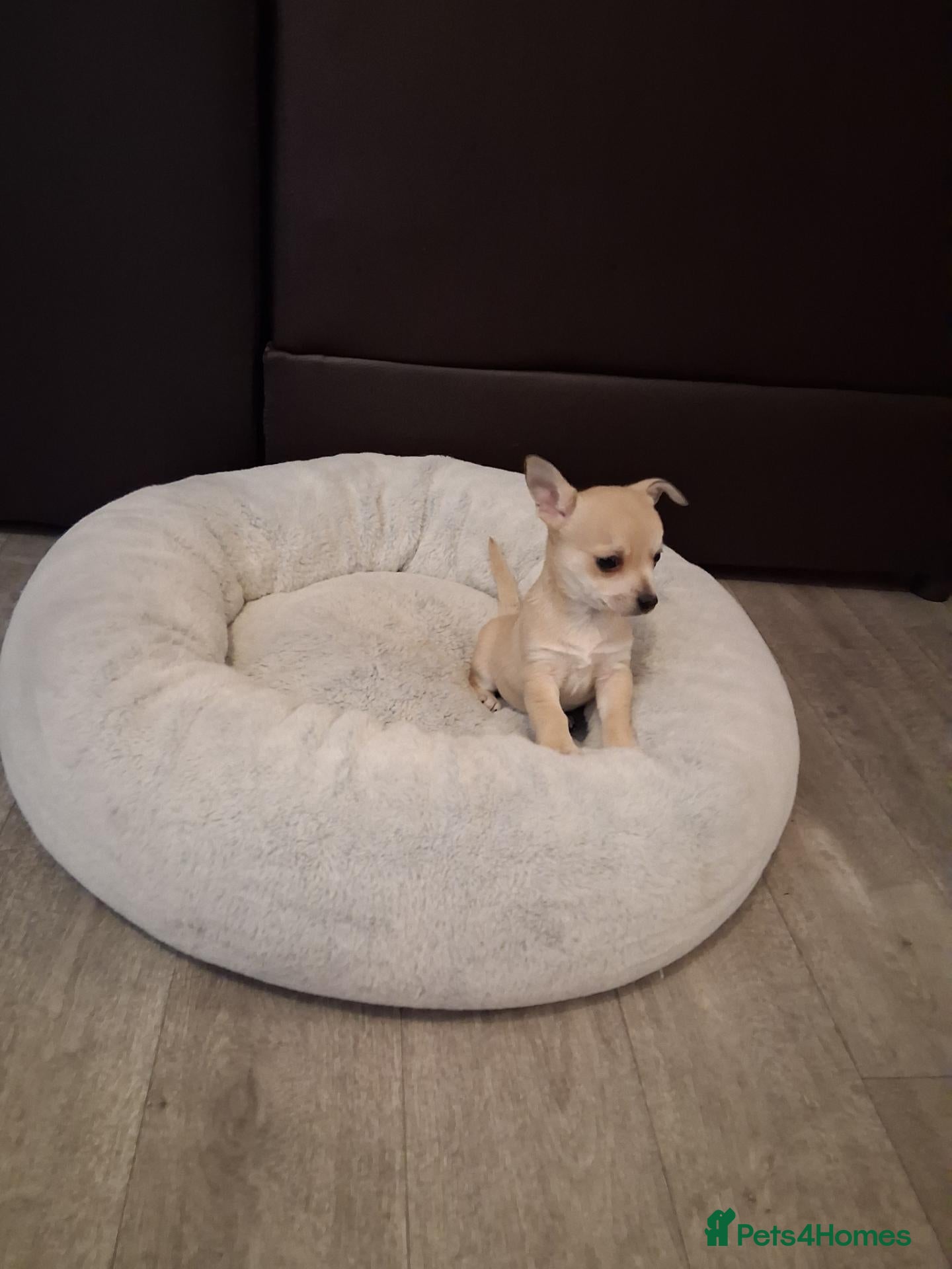 Chihuahua dogs for sale: Cream chihuahua girl  - Advert 7