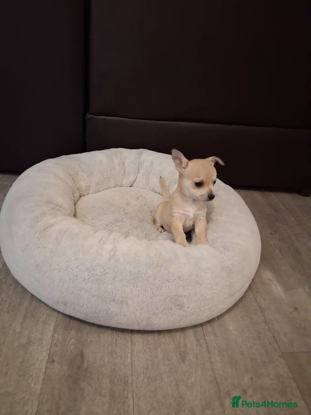 Chihuahua dogs for sale: Cream chihuahua girl  - Advert 1