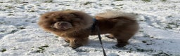 Chow Chow dogs for stud: Rare Lilac Chow Chow for stud 🦁 - Advert 2