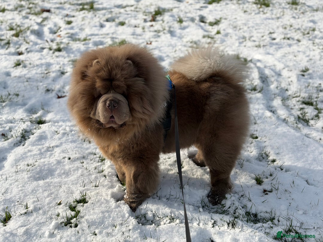 Chow Chow dogs for stud: Rare Lilac Chow Chow for stud 🦁 - Advert 2