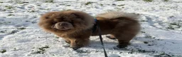 Chow Chow dogs for stud: Rare Lilac Chow Chow for stud 🦁 - Advert 2