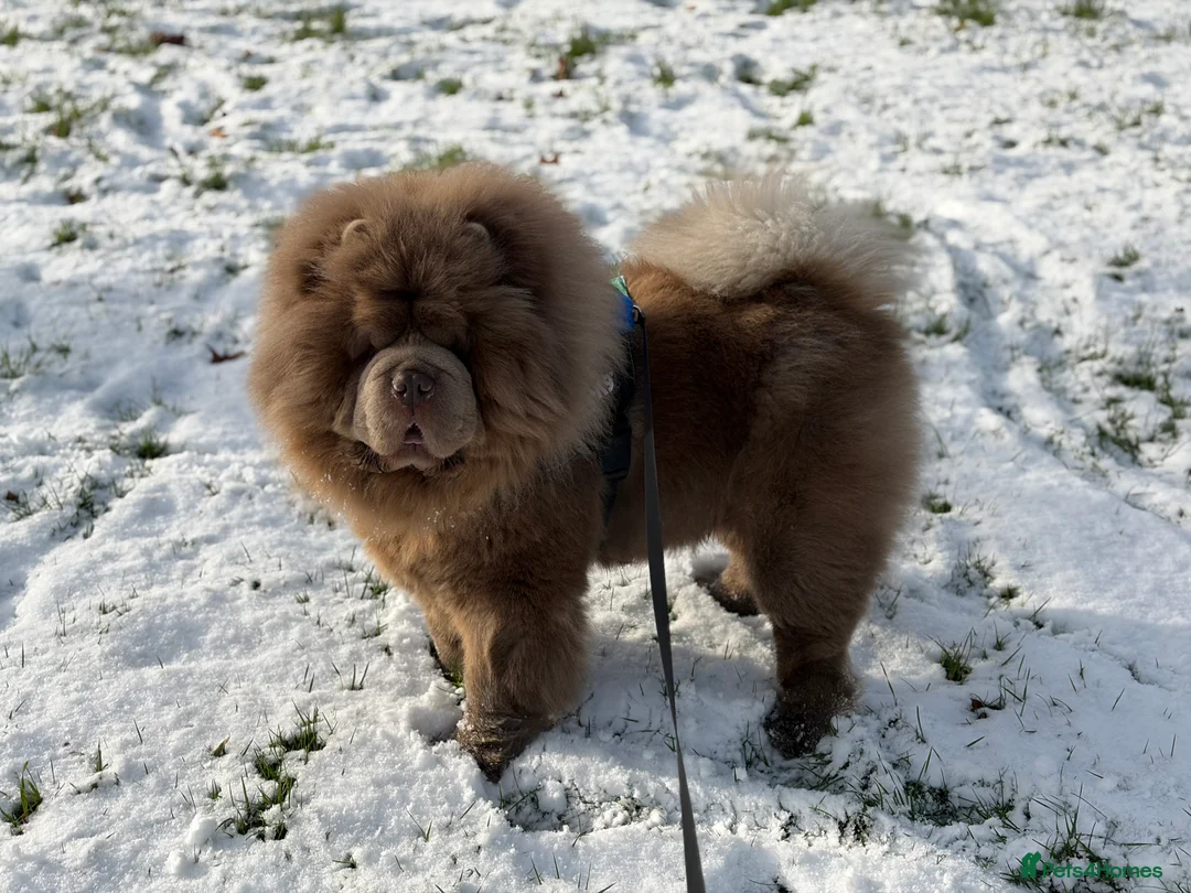 Chow Chow dogs for stud: Rare Lilac Chow Chow for stud 🦁 - Advert 2