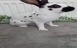 English Spot rabbits for sale: Old English spots ready to go to their new homes  - Image 4