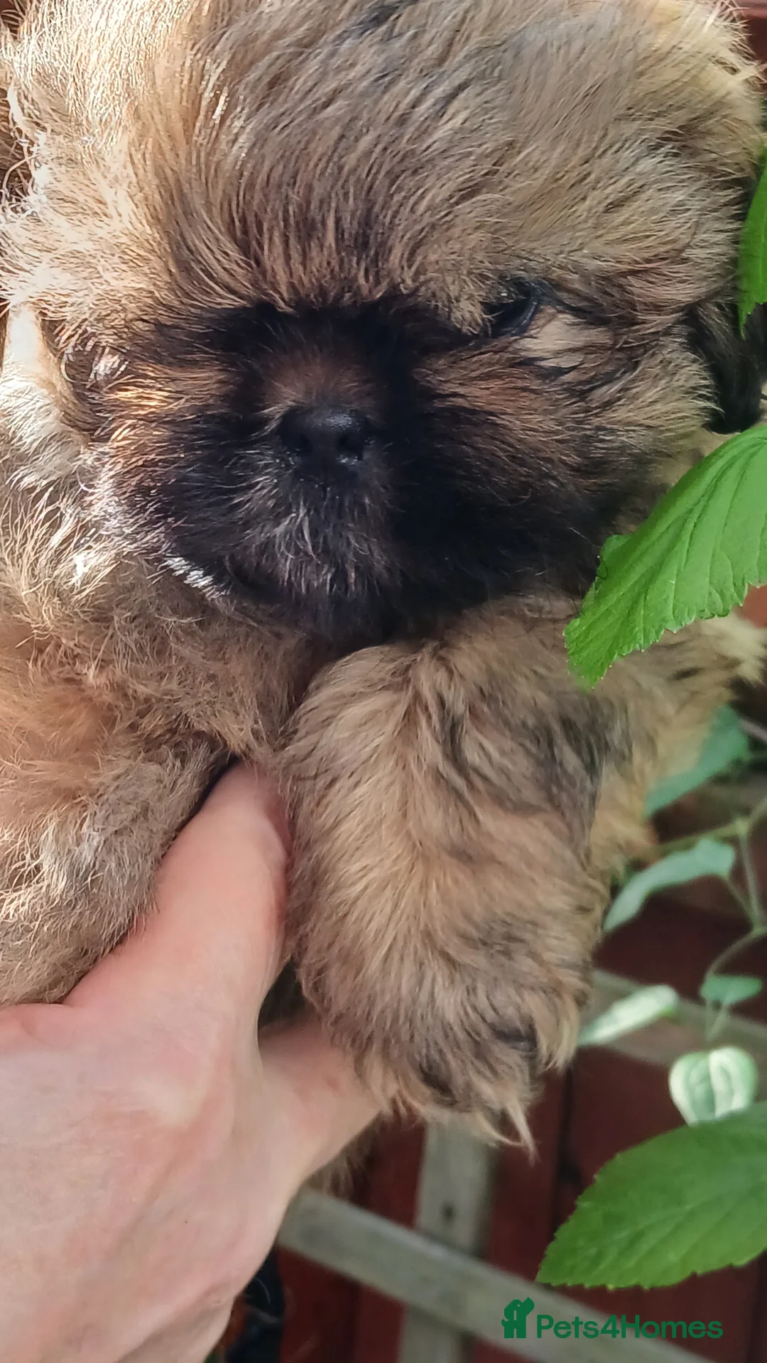 Shih Tzu dogs for sale: ShihTzu pups ready now - Advert 2