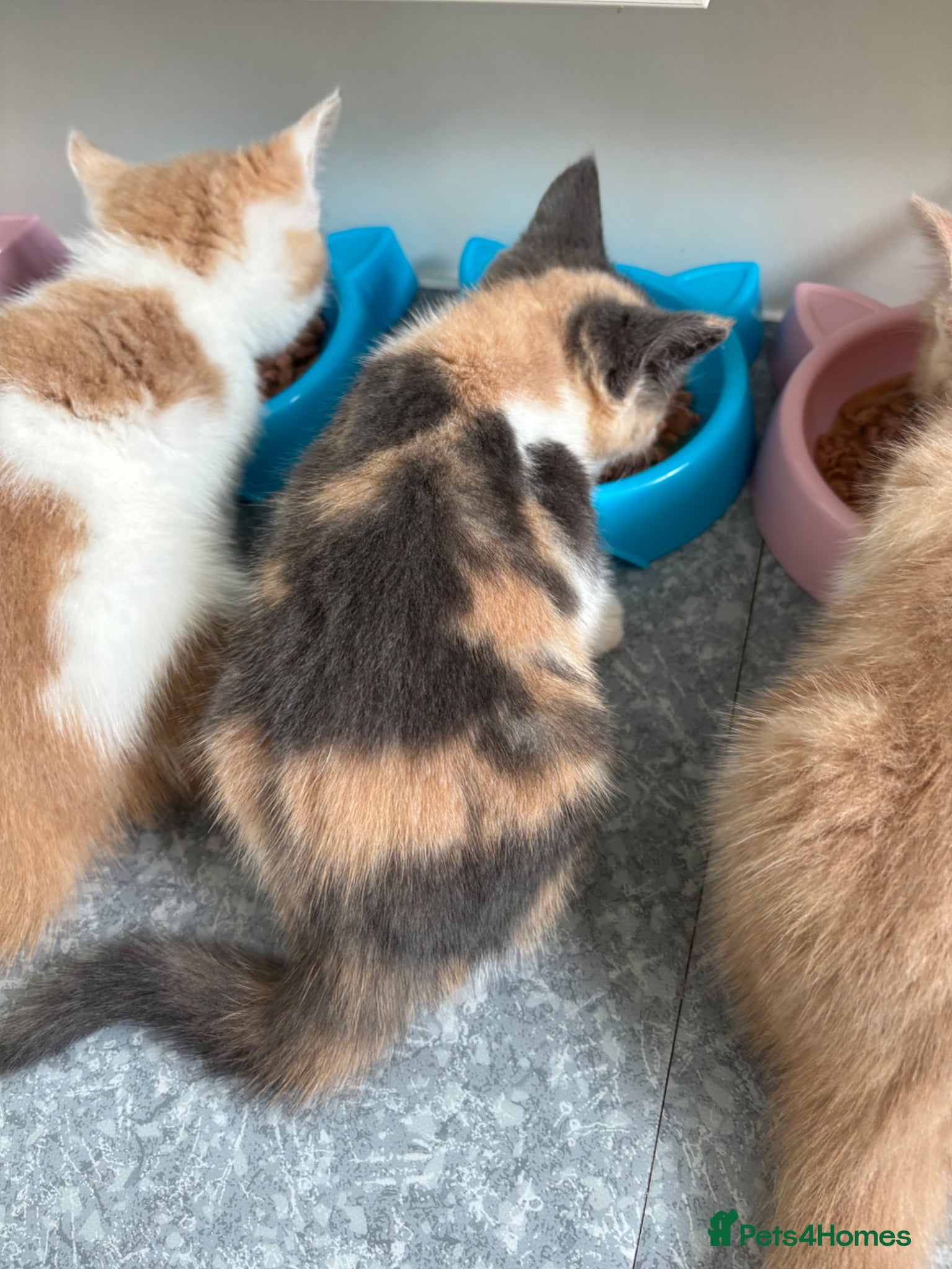 Maine Coon cats for sale: Maine Coon X British Shorthair  - Advert 15