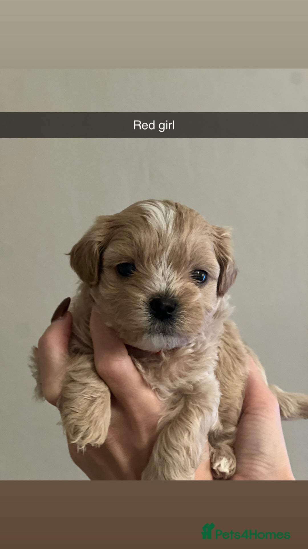 Shihpoo dogs for sale: Shihpoo puppies looking for homes - Advert 20