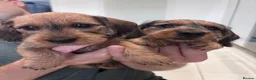 Miniature Dachshund dogs for sale: Miniature dachshund Wirehaired  - Advert 21
