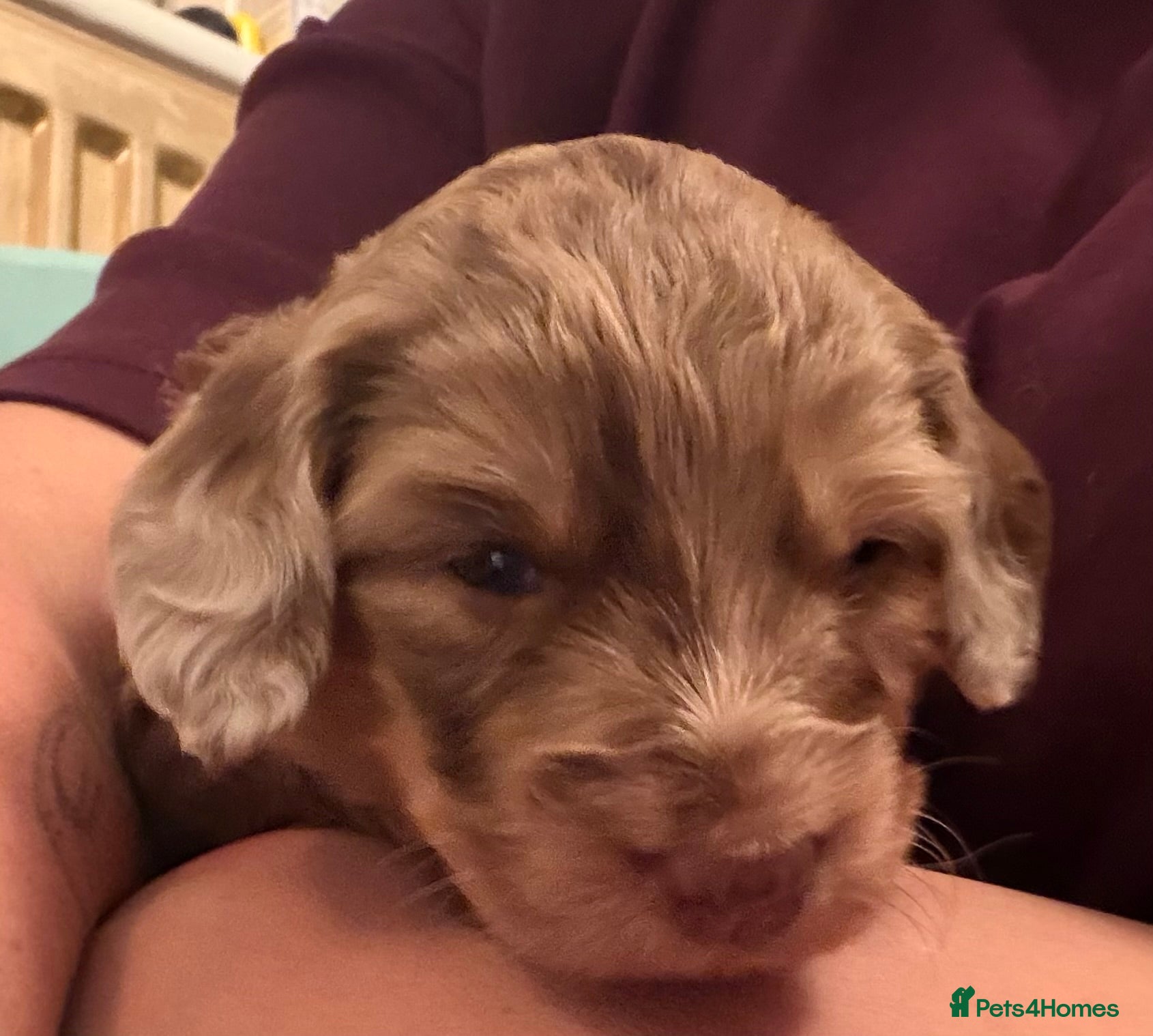 Labradoodle dogs for sale: Stunning Multigen Doodles - Advert 2