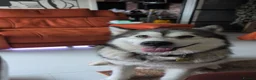 Alaskan Malamute dogs for sale: Champ KC Registered Alaskan Malamute Puppies - Advert 14