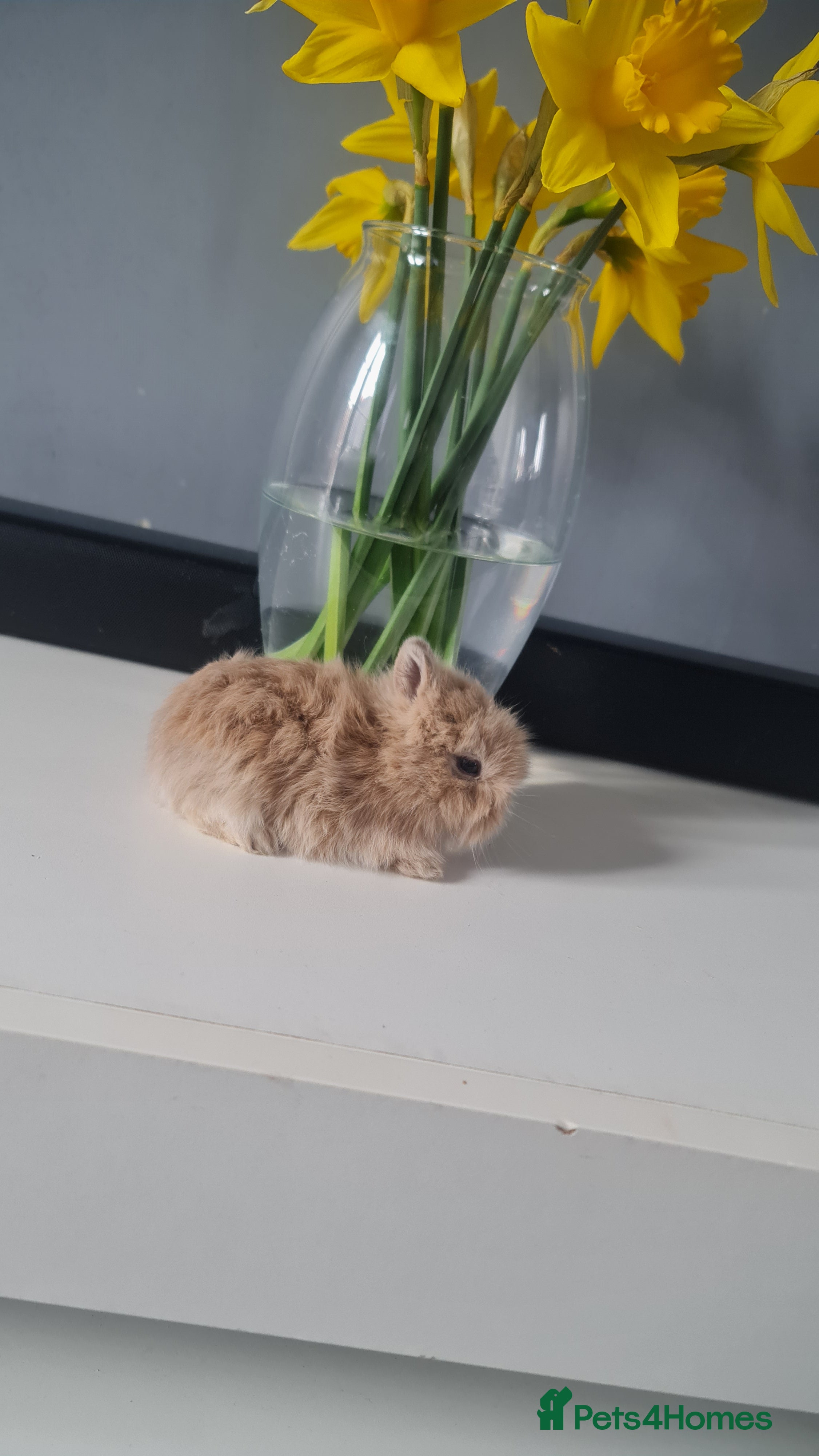 Angora rabbits Baby bunnies - Advert 13