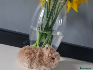 Angora rabbits Baby bunnies - Advert 1