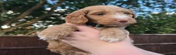 Cockapoo dogs for sale: Merles Blondes Apricots F2 Cockapoo Puppies  - Advert 13