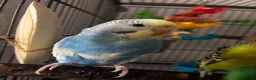 Budgerigars birds for sale: Bonded budgies + 132cm cage  in Walsall - Advert 2