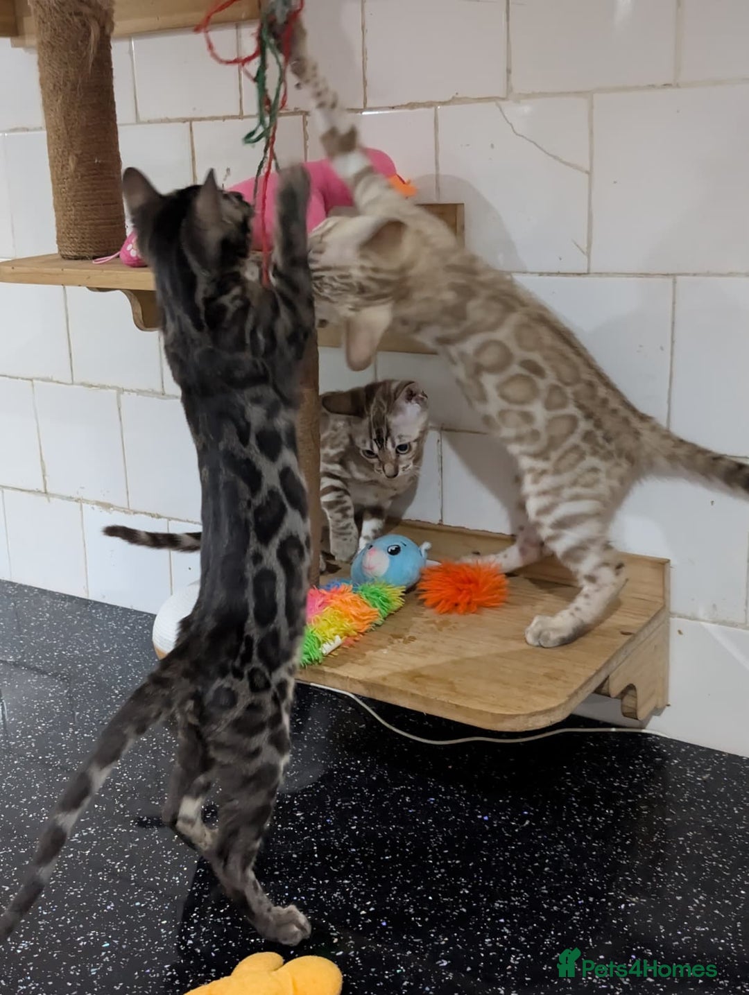 Bengal cats for sale: 🔥✨Pedigree TICA-Registered Bengals - Advert 9