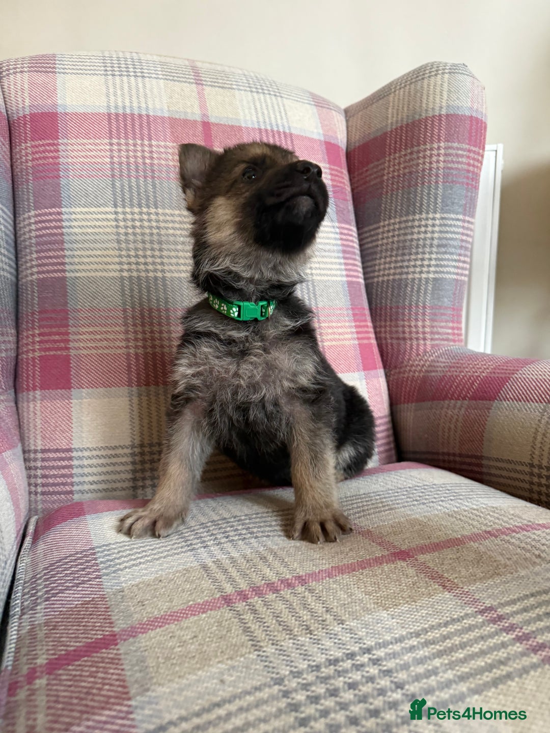 German Shepherd dogs for sale: Stunning German Shepherd Puppies - Advert 6