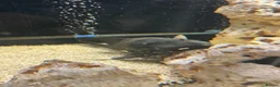 Cichlids fish for sale: Fish for sale in Milton Keynes - Advert 11
