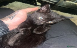 Mixed Breed cats for sale: 2 black girls 9 weeks old - Image 8