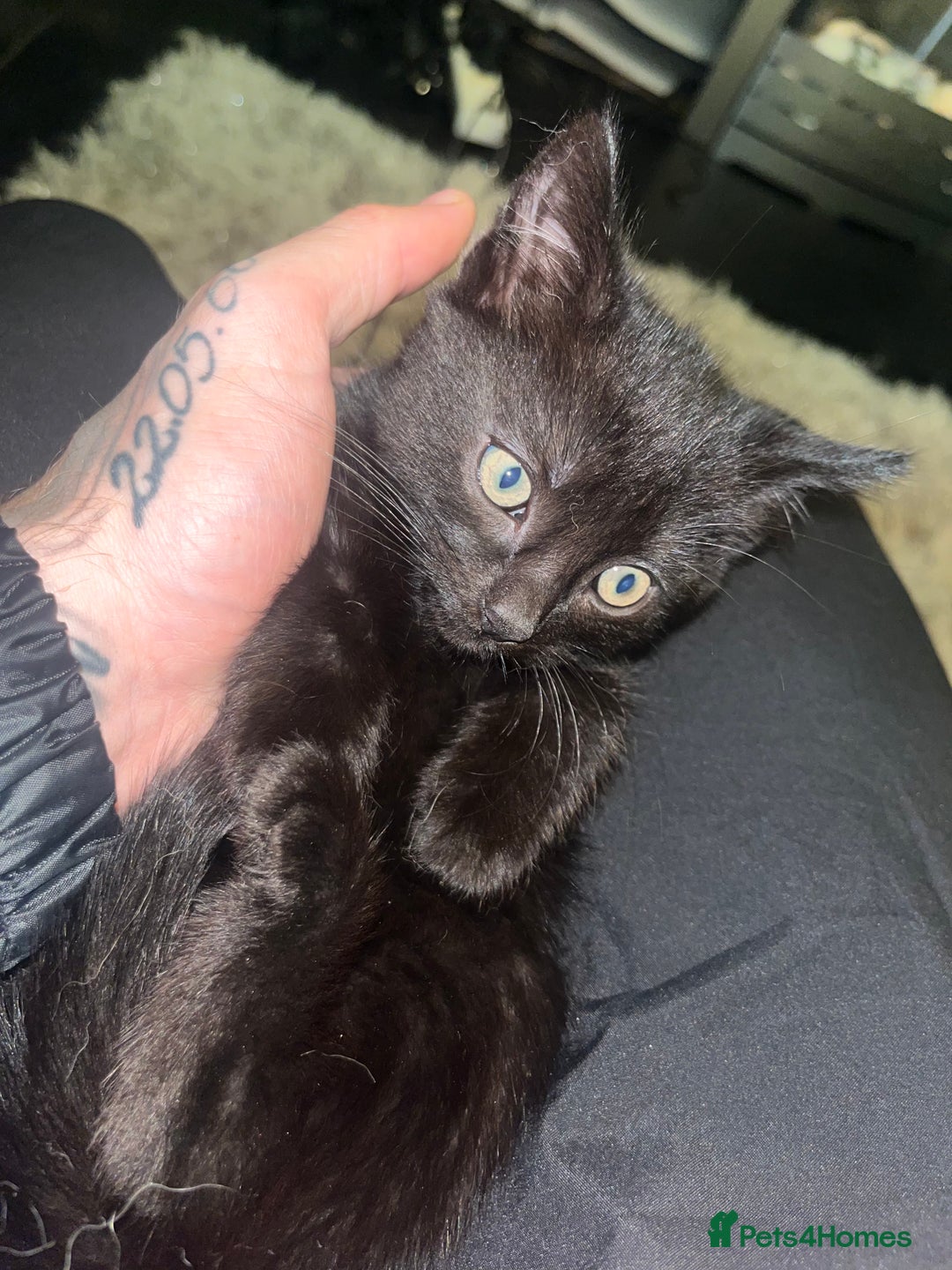 Mixed Breed cats for sale: 2 black girls 9 weeks old - Image 8