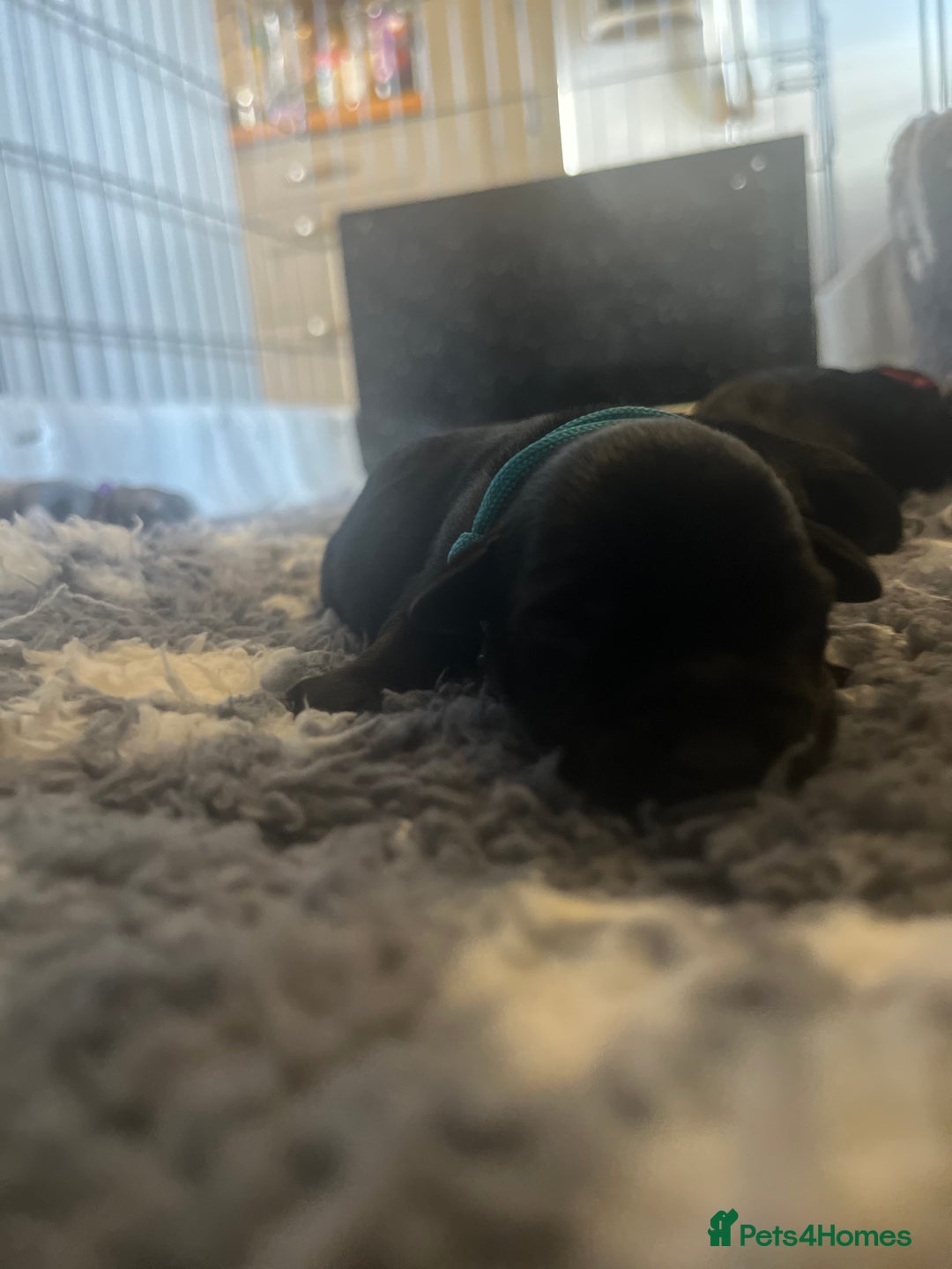 Miniature Schnauzer dogs for sale: Adorable Miniature Schnauzers - Image 7
