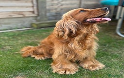 Cockapoo dogs for sale: FOX RED COCKAPOOS ⭐️⭐️ - Image 7