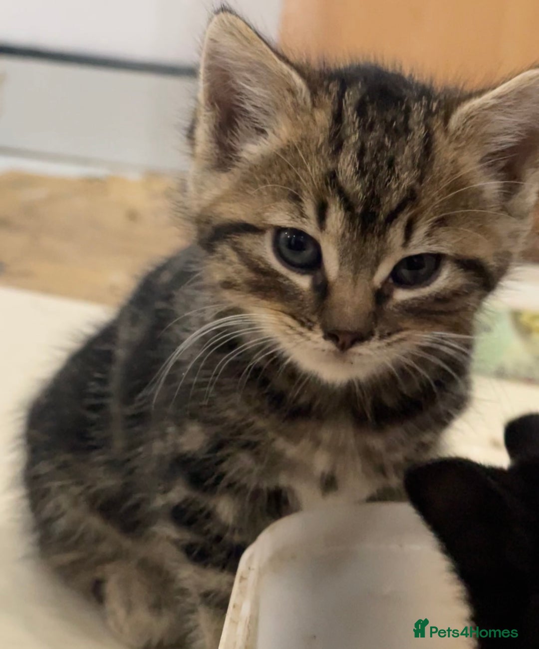 Domestic Shorthair cats for sale: 1 Domestic Shorthair Female Kitten & 1 BlackKitten - Advert 3