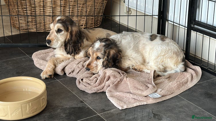 Cocker Spaniel dogs - Advert 1