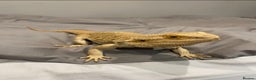 Bearded Dragon reptiles for sale: 3 Year old Female bearded dragon + vivarium - Advert 2