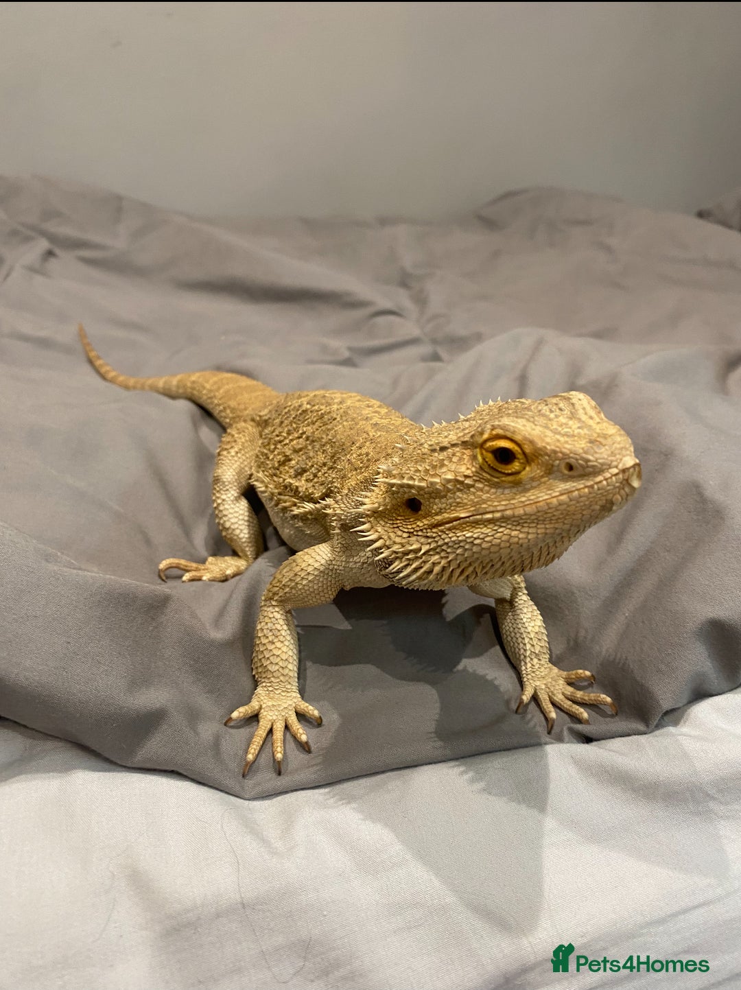 Bearded Dragon reptiles for sale: 3 Year old Female bearded dragon + vivarium - Advert 2