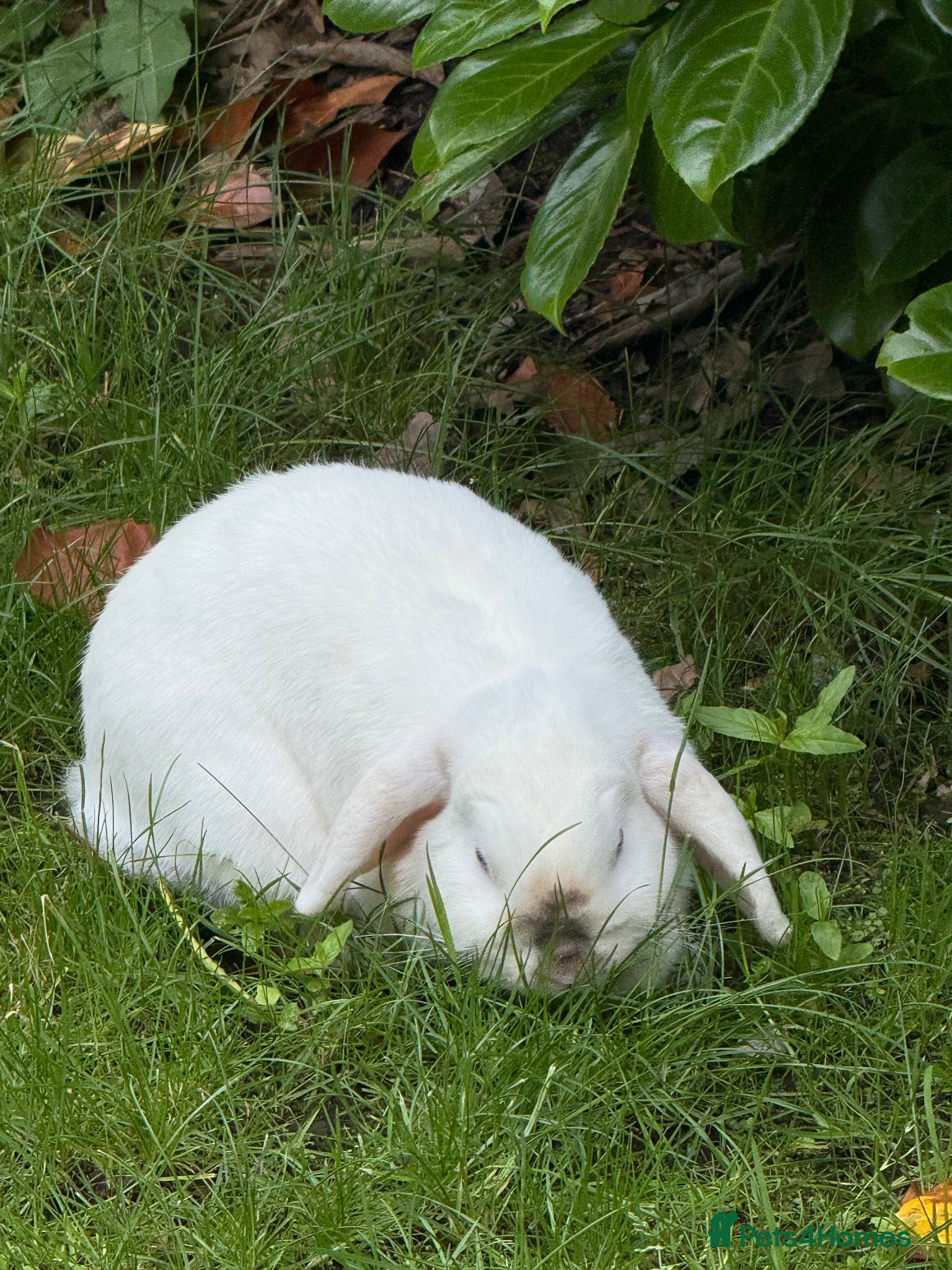 Mini Lop rabbits 2 beautiful girls  - Advert 1