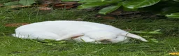 Mini Lop rabbits for sale: 2 beautiful girls  in Chorley - Advert 1