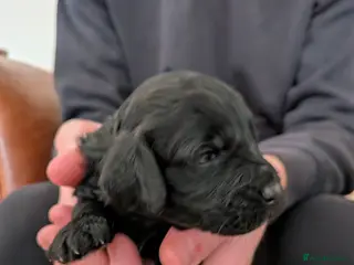 Cockapoo dogs Black Cockapoo pups with tiny white markings - Advert 2