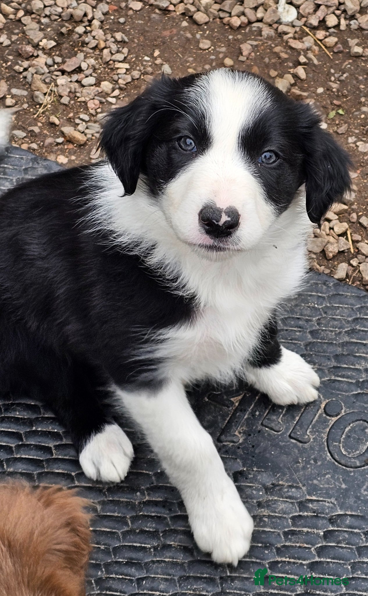 Border Collie dogs for sale: Border collie girl 14 months old - Advert 5