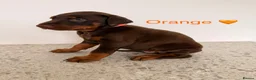 Dobermann dogs for sale: Beautiful Doberman Puppies for sale  in Spalding - Advert 11